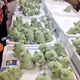Image for article titled Don't Worry, Japan Still Loves Pokémon